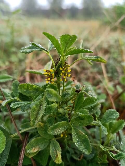 Attractive plant with dewdrops