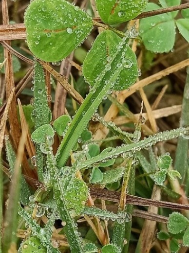 Dewdrops and grass leaves 