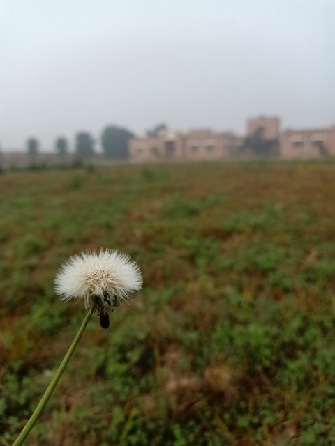 Dandelion bloom