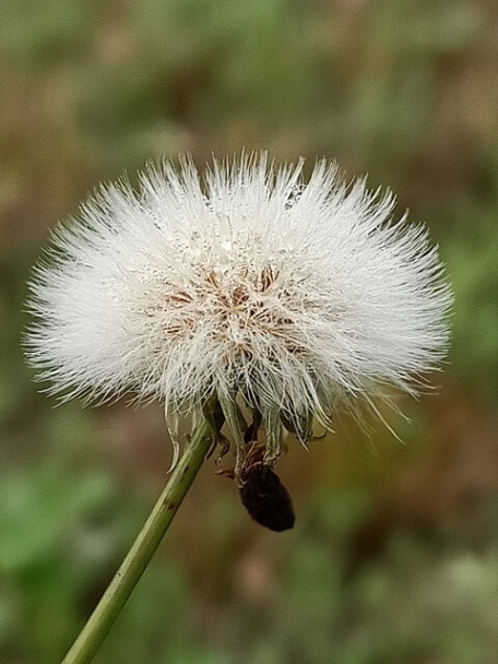 Attractive dandelion with dew 