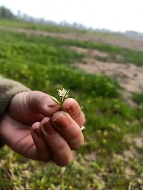 Corn spurry USA