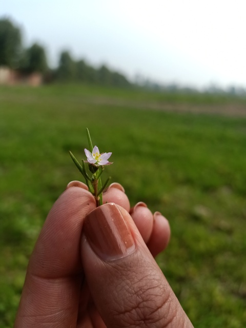 Beautiful corn spurry flower 