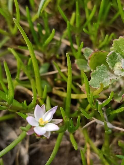 Spergula arvensis plant with flower