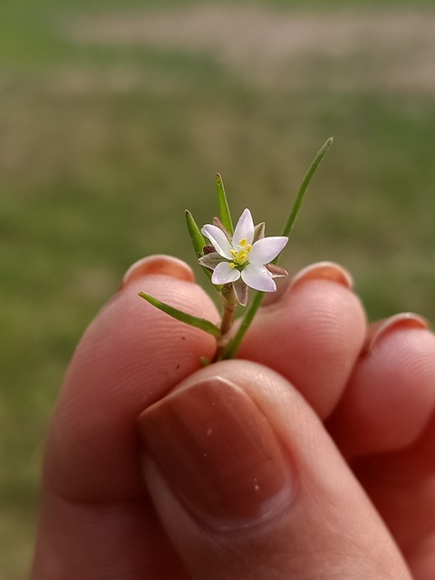 Corn spurry flower in a hand