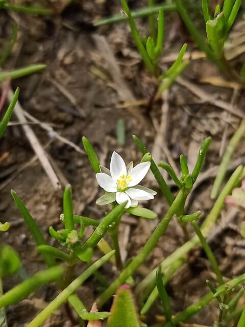 White corn spurry flower 