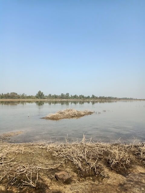 A wetland view 