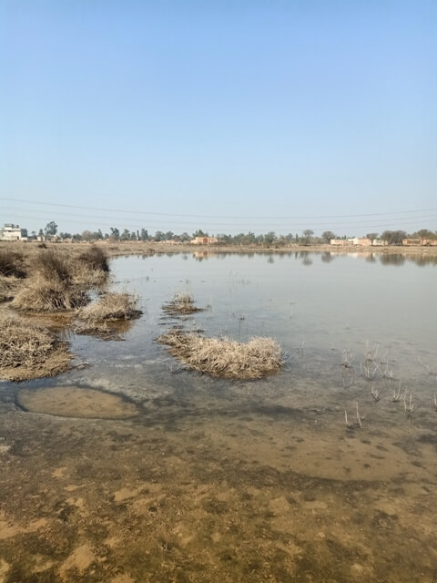 Wetland with autumn flora