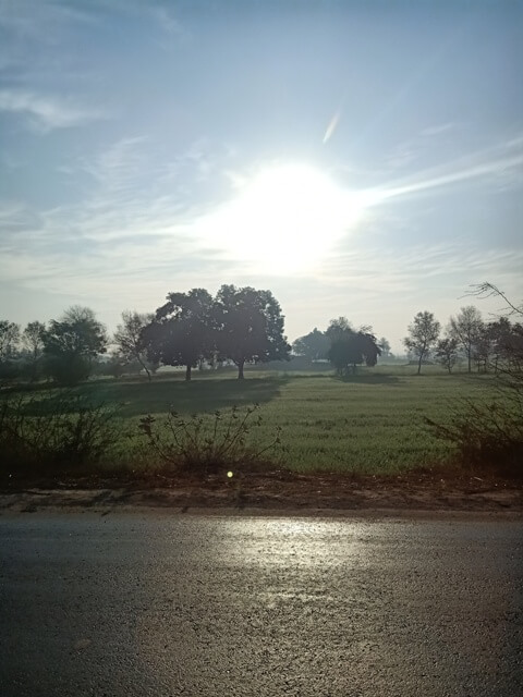 Roadside fields with trees and sunrise 