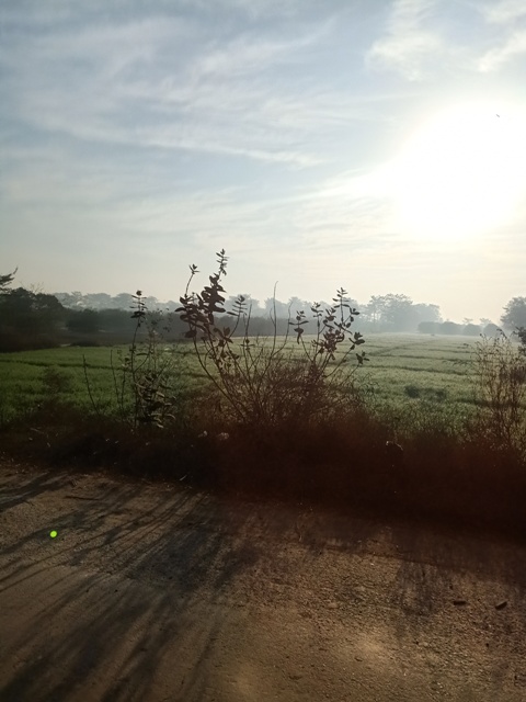 Sunrises through fields 