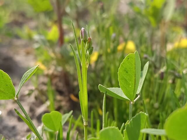 Bud of Corn Spurry plant