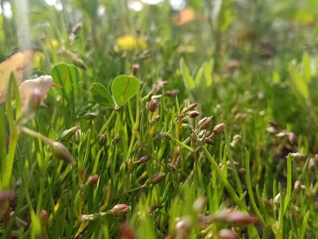 Beautiful wild life plant sprout 