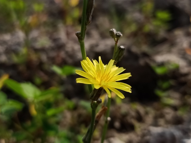 Beautiful dandelion flower 