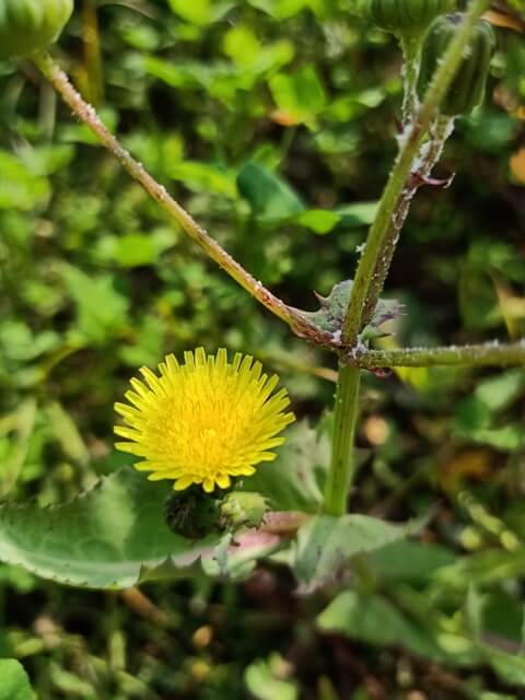 Dandelion on a plant 