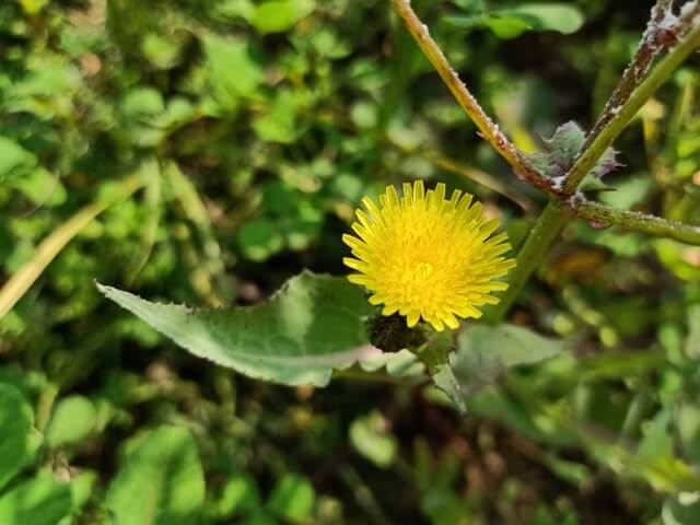 Dandelion flower and leaf 