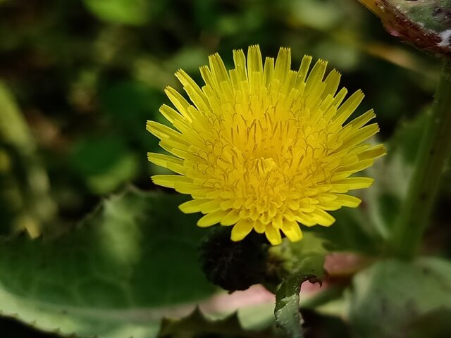 Macro view of a dandelion flower 