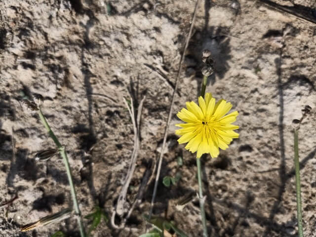 Single dandelion flower on the stem 