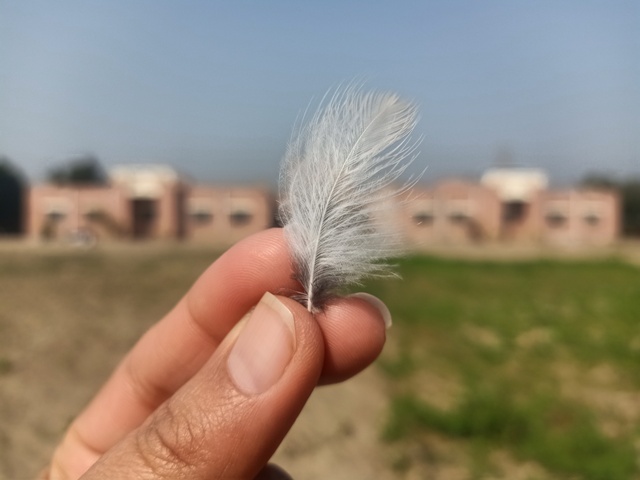 White feather in hand 