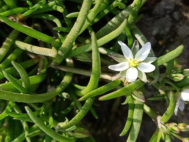 White corn spurry flower 