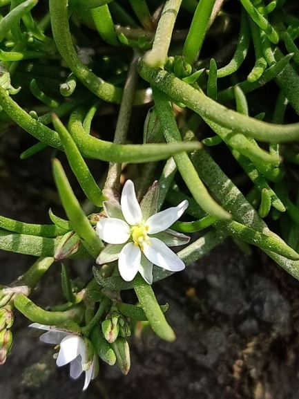 Attractive weed flower