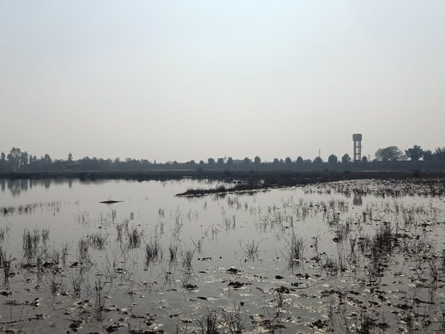 A wetland with an attractive view 