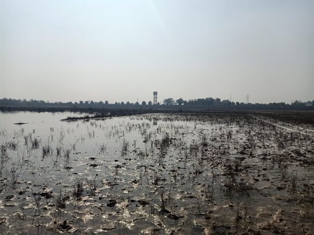 Wetland and a sunny day 