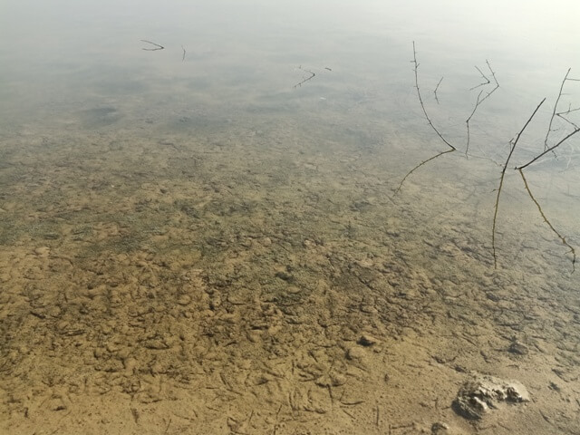 A wetland with transparent water 
