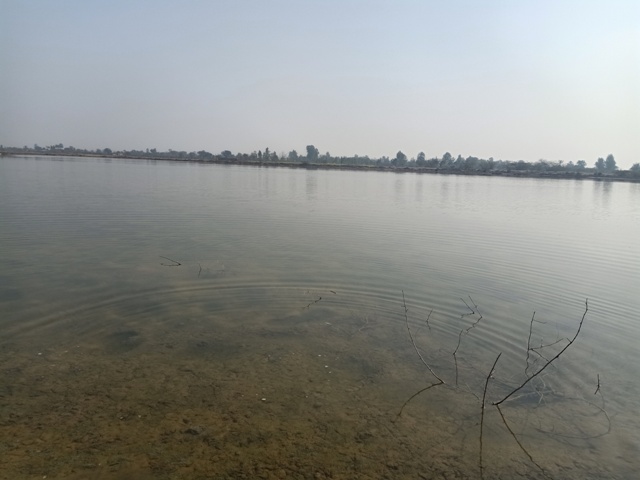 A wetland with transparent water 