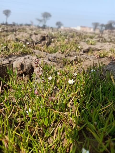 Corn spurry spread on a ground 