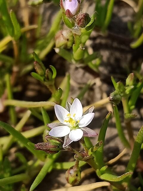 Macro corn spurry flower 