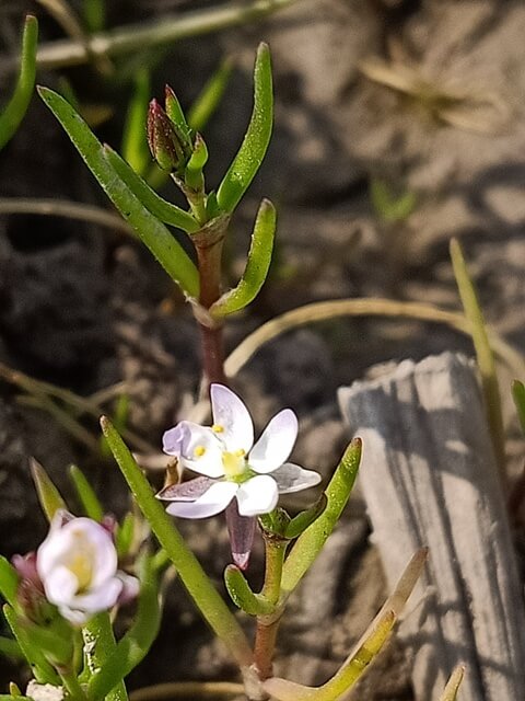 Wild spring beauty 