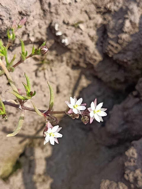 Corn spurry flowers branches 