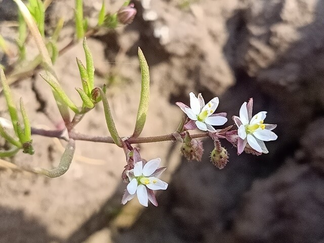 Macro corn spurry wild weed flowers 