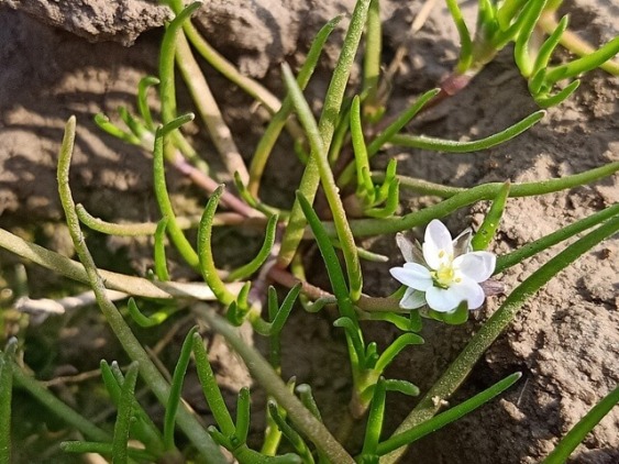 Wild plant corn spurry flower 