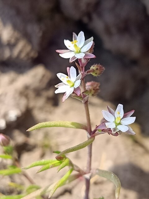 Beautiful view of corn spurry flowers 