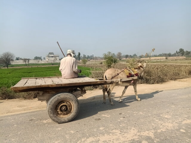 A donkey cart on a road 