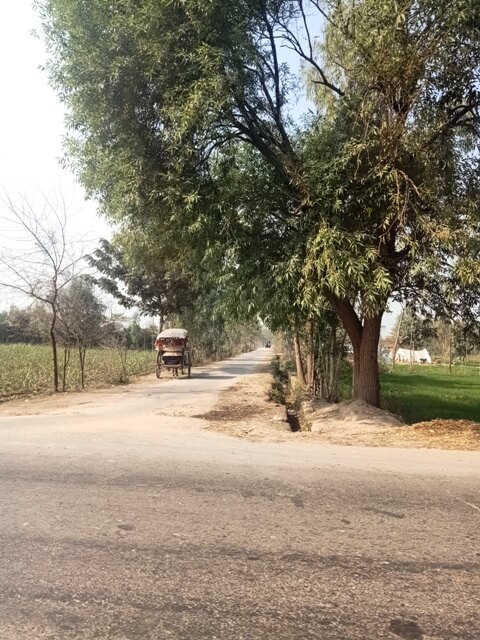 A road to village with traditional horse cart 