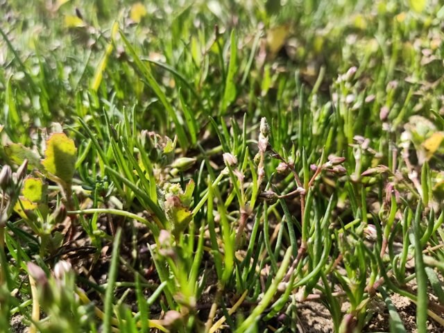 Buds of wild beauty corn spurry 