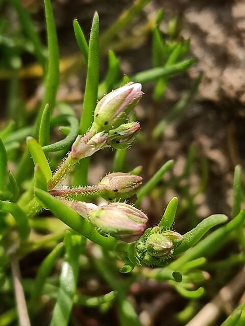 Bloom of corn spurry 