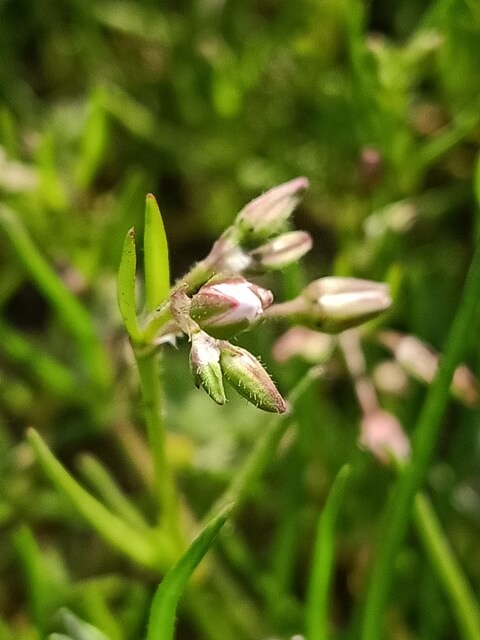 Tiny corn spurry buds 