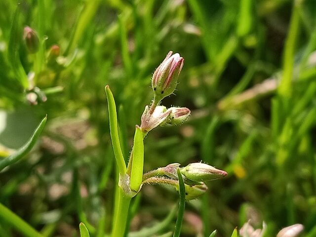 Attractive bud of tiny weed corn spurry 