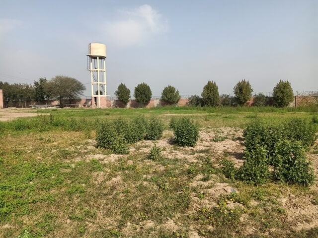 A ground with wild plants 