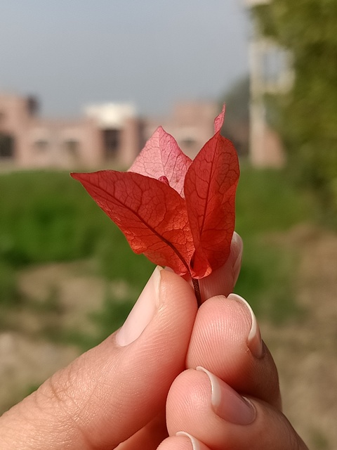 Flower petals of bougainvillea in hand 