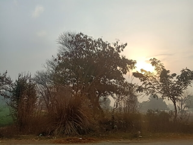 Sunrise through woods 