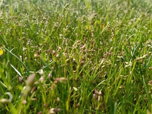 Sprout of corn spurry 