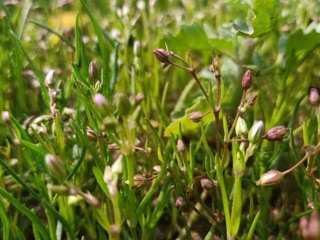 Aesthetic view of wild weed