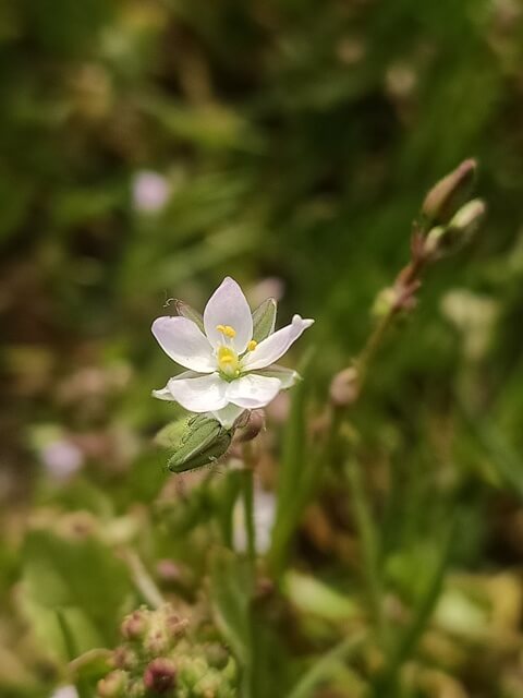 Macro view of tiny corn spurry flower