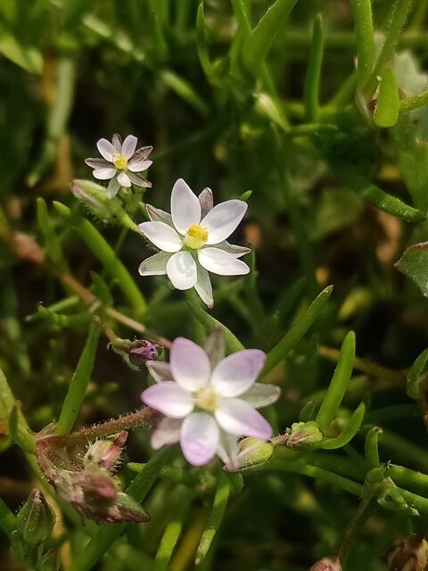 Bloom of corn spurry 