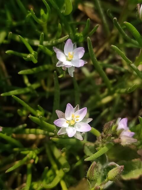 Wild plant flowers 