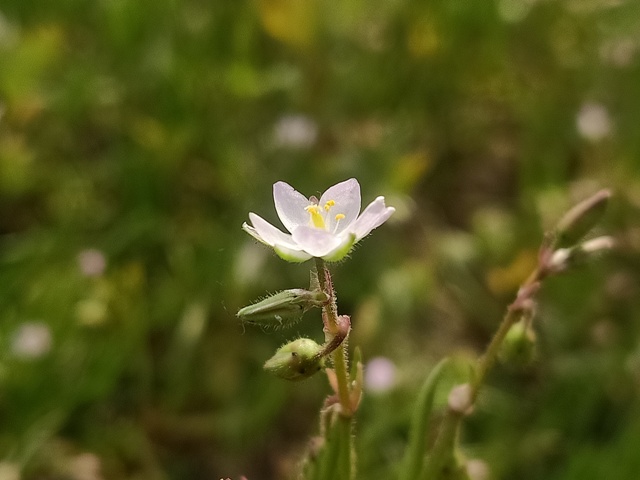 Macro view of beautiful tiny corn spurry 