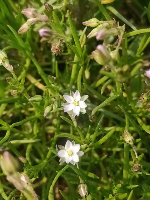 Tiny flowers 